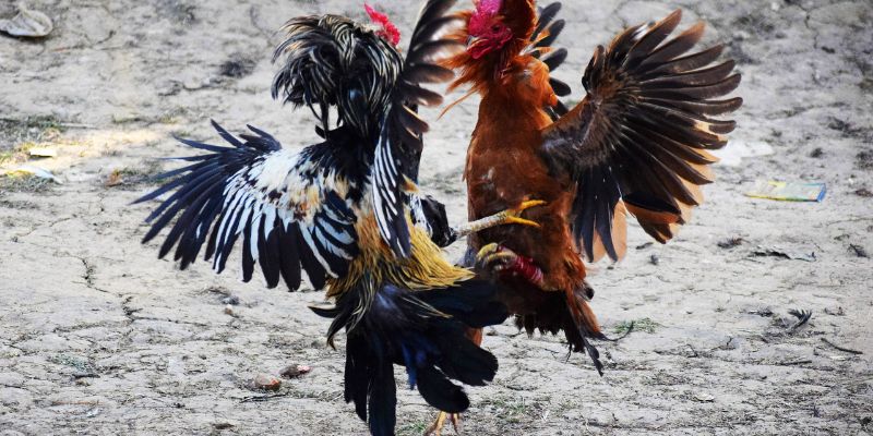 Review luật chấp trong đá gà