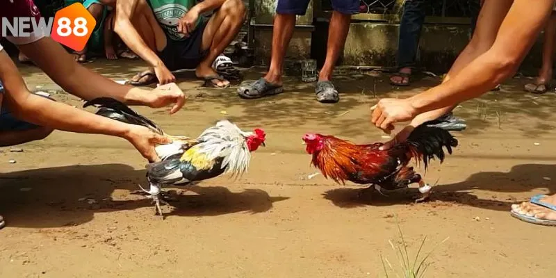 Bật mí cẩm nang để cược đá chọi tre hiệu quả